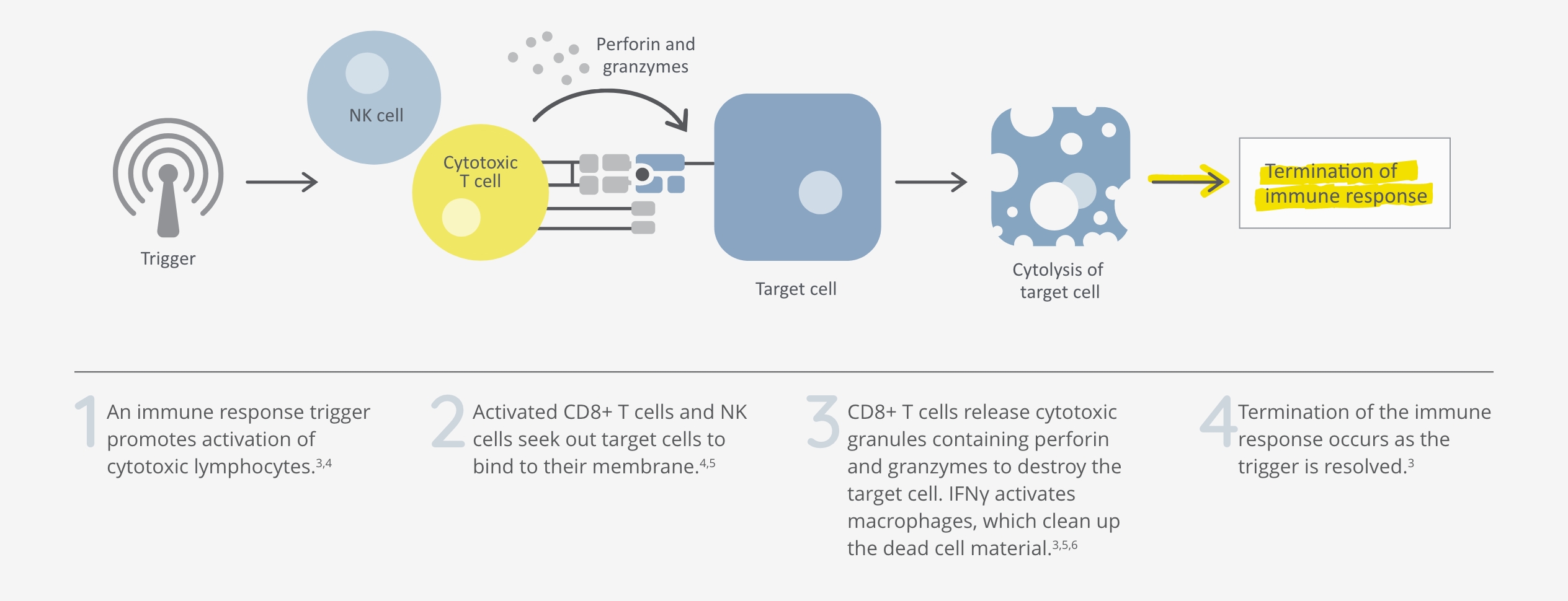 Healthy immune system mechanism with T cells and NK cells