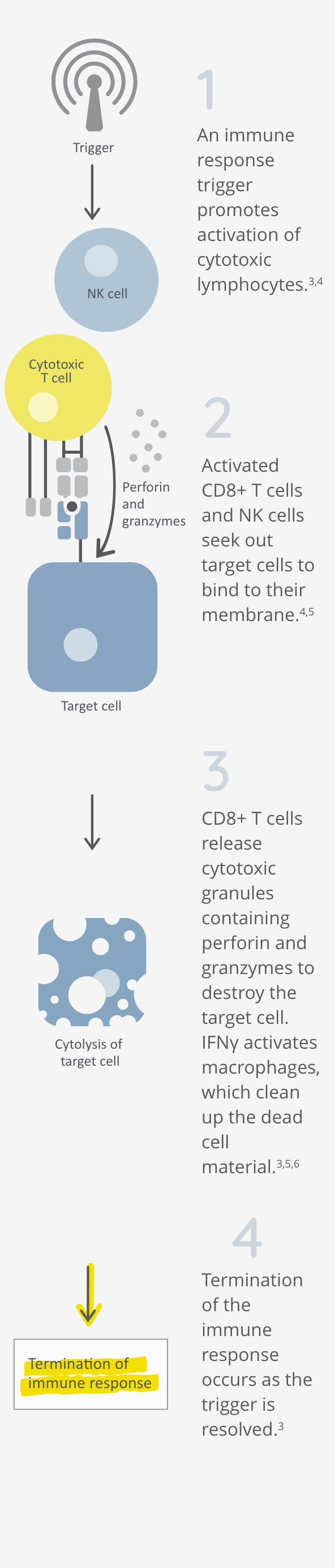 Healthy immune system mechanism with T cells and NK cells