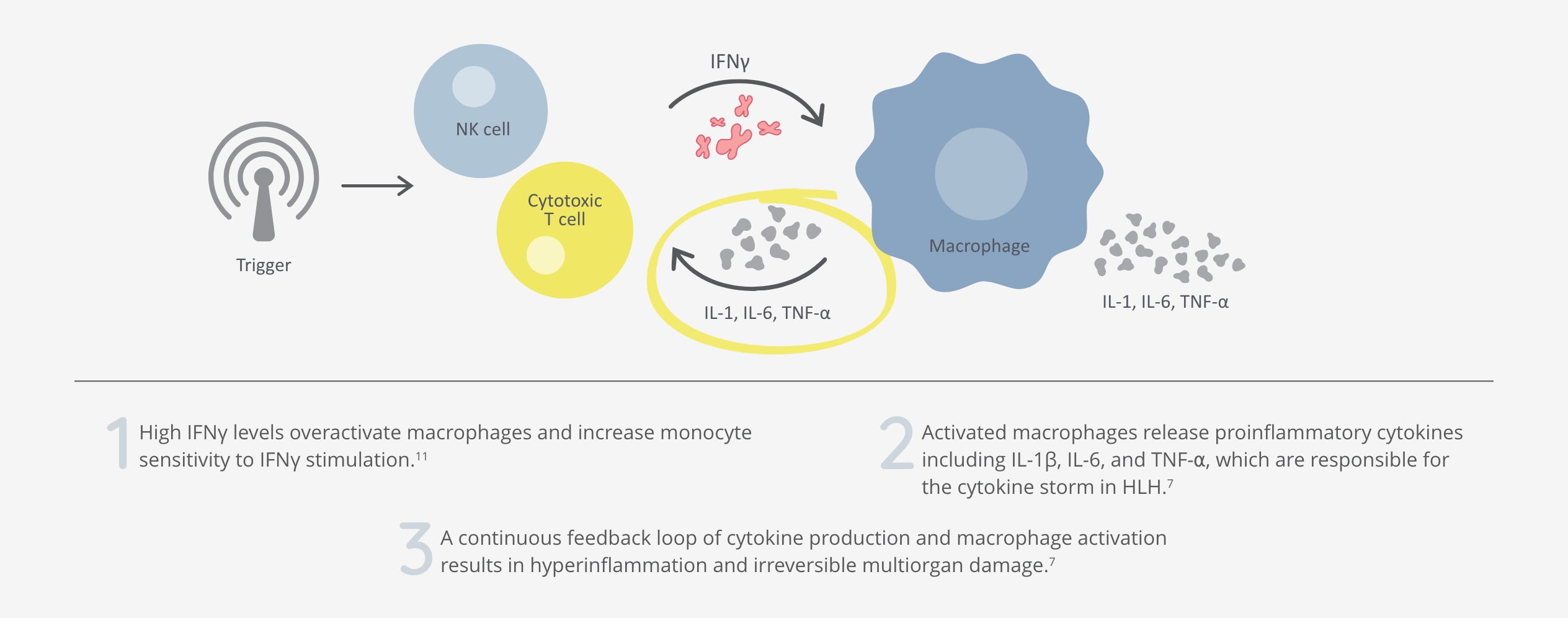 HLH feedback loop of T-cell and macrophage activation with cytokine release HLH feedback loop of T-cell and macrophage activation with cytokine release
