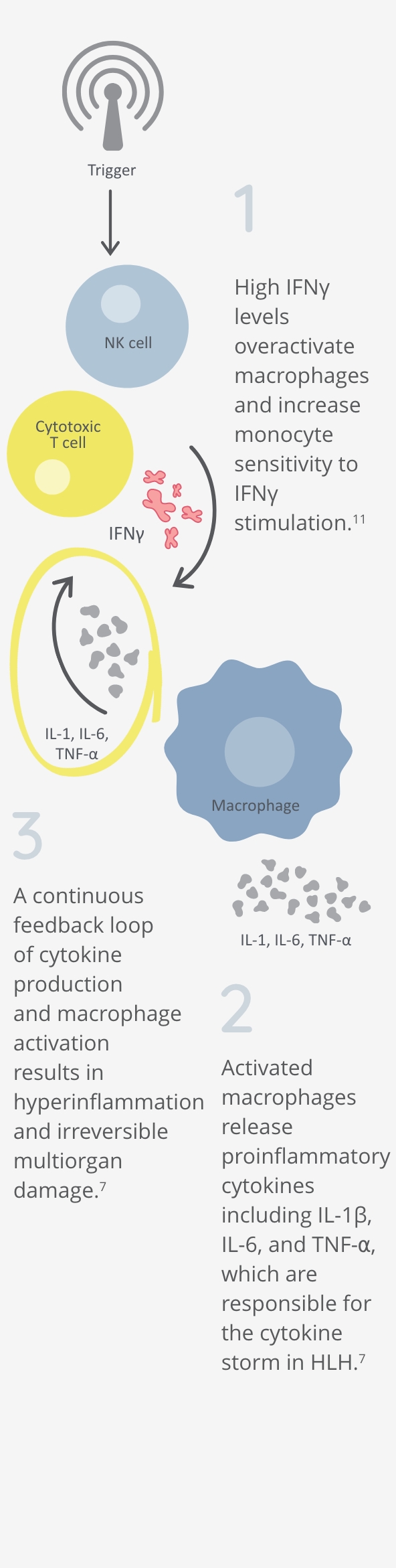 HLH feedback loop of T-cell and macrophage activation with cytokine release