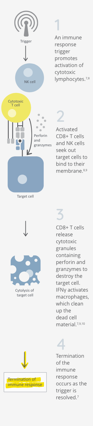 Healthy immune system mechanism with T cells and NK cells