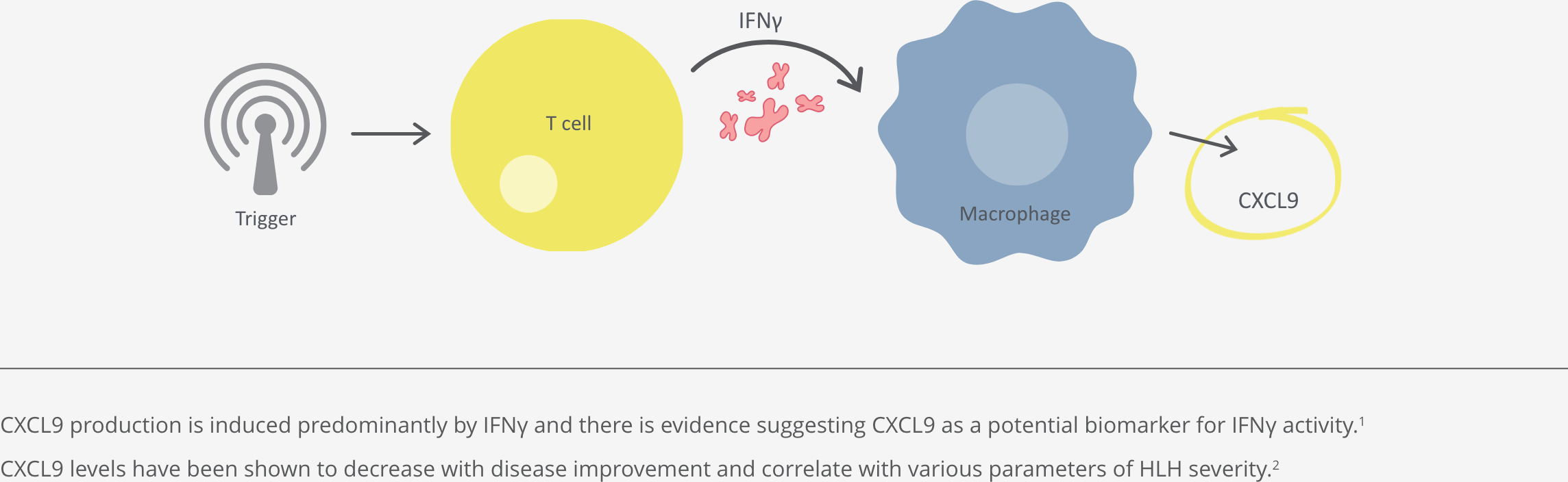 CXCL9 being released from macrophages that have been activated by interferon gamma