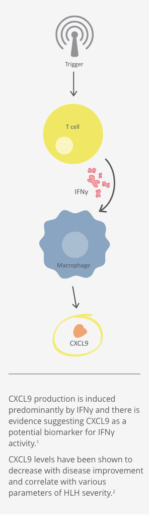 CXCL9 being released from macrophages that have been activated by interferon gamma