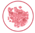 Rash icon