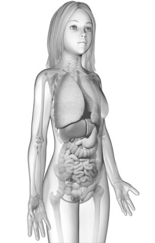 Transparent female body displaying organs and bones